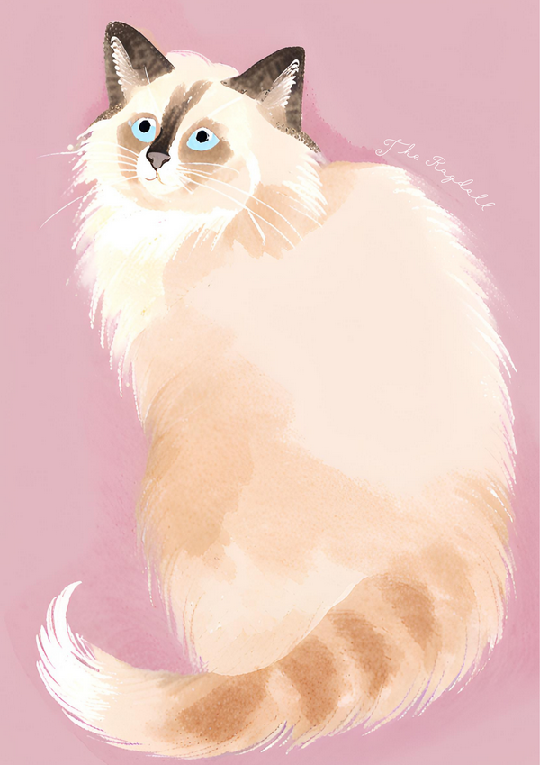 The Ragdoll
